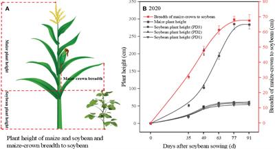 Quantifying the effects of plant density on soybean lodging resistance and growth dynamics in maize-soybean strip intercropping